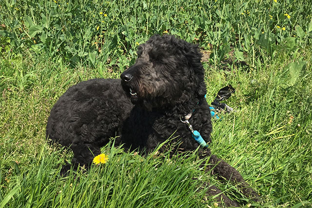 Hund im hohen Rasen