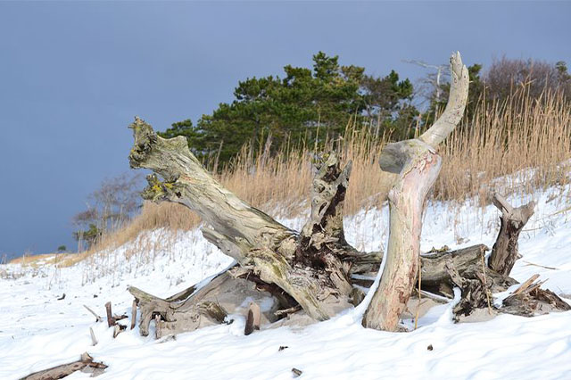 Winter auf Fehmarn