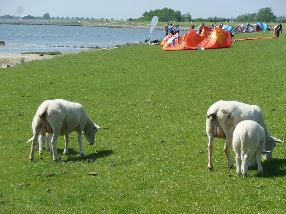Schafer und Kiter am Deich