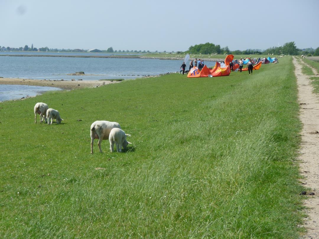 Kiter und Schafe direkt am Deich